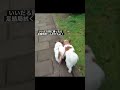 ぴったり仲良く散歩するか(犬) #shorts