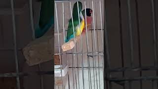 Dian Finch Kur Dansı