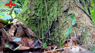 OrchidWeb - Rainforest Leaf Cutter Ants Colony in the Jungle