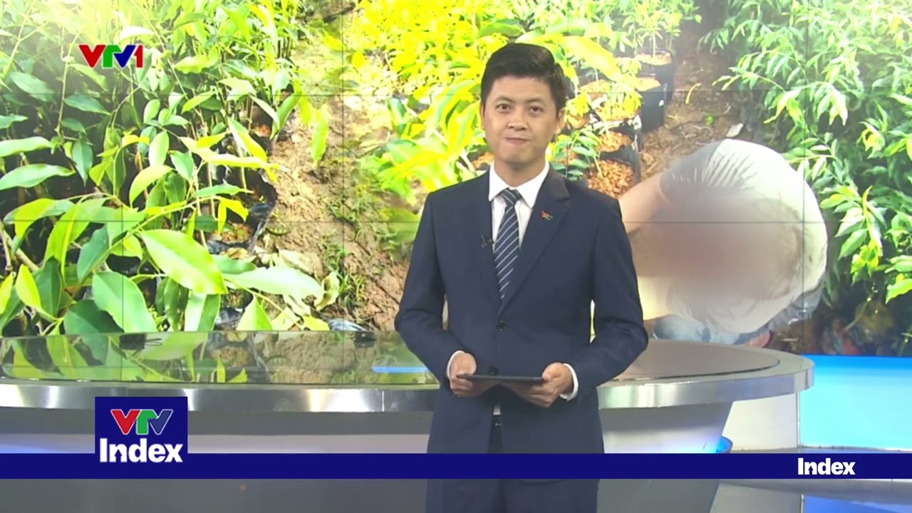 Sự thật về cây Kỳ Hải Nam - giống cây “làm giàu” khi cho trầm tự nhiên từ sau 4 năm | VTVIndex