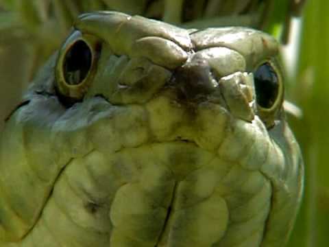 Lizard vs Snake