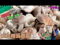 #11 椎茸農家【収穫編】