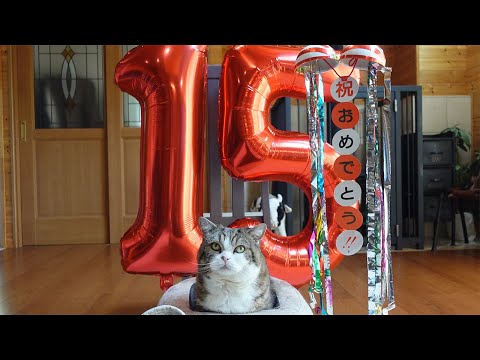 １５才のお誕生日なねこ。-Maru's 15th Birthday.-