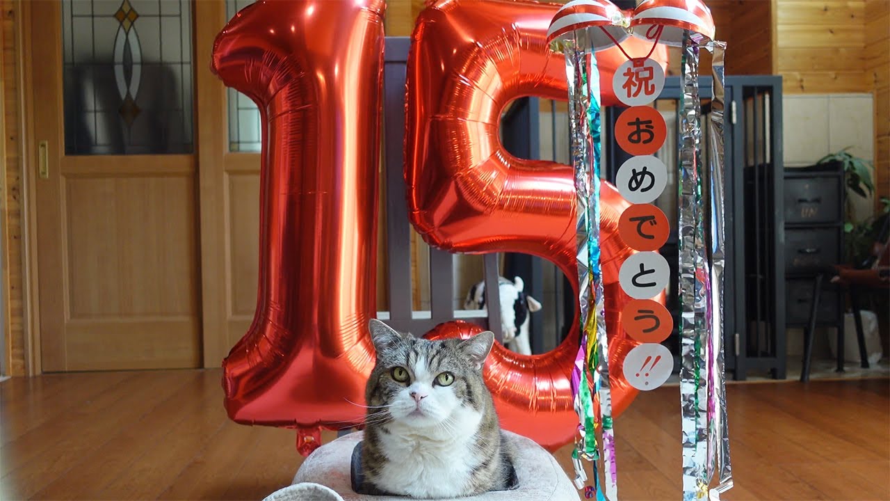 Maru's 15th Birthday. - YouTube