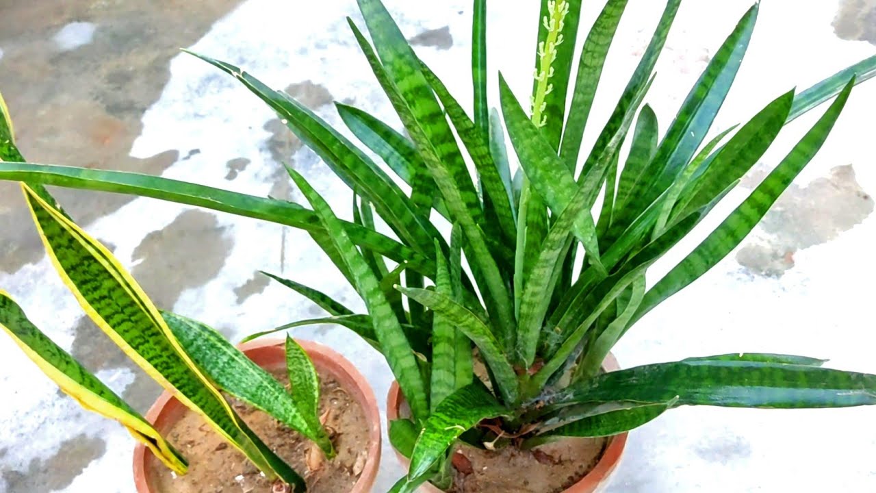 How to grow Snake plant faster, Propagate and Care Indoors