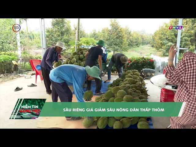 Sầu riêng giá giảm sâu nông dân thấp thỏm