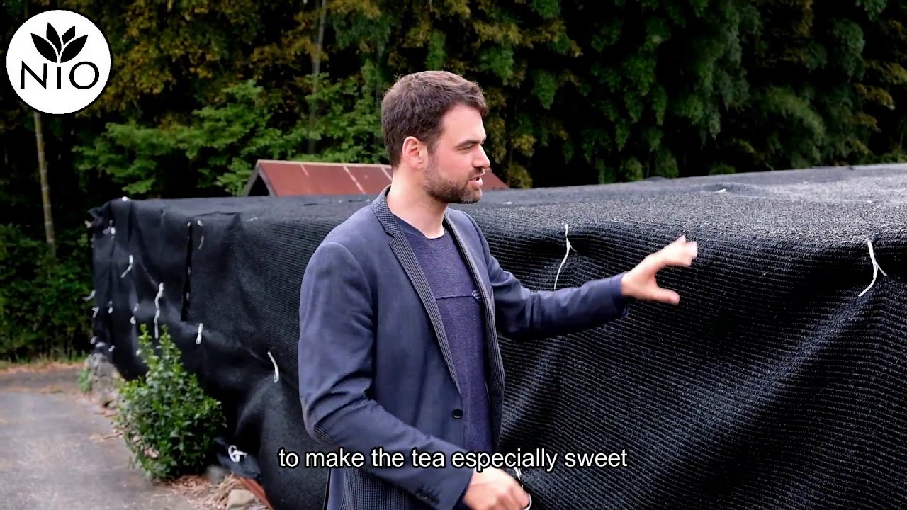 Different Shading Methods of Japanese Green Tea