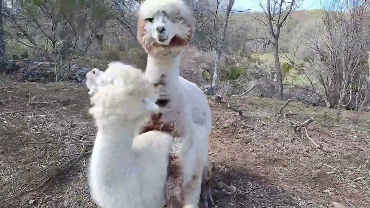 Alpacas de Gredos: Our Machos Wrestle -- Male Alpacas Play Fighting