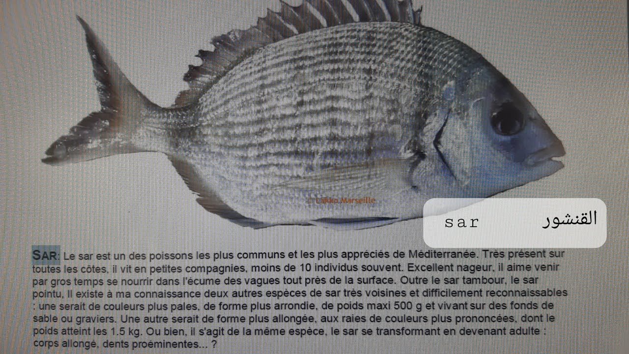 اسماء بعض الاسماك باللهجة الجزائرية🐋🐟🐠 noms de certains poissons en dialecte algérien