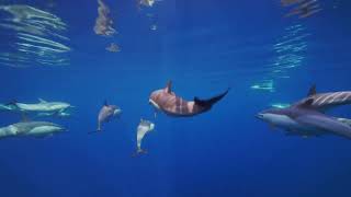 27A37B0F 738D 4644 A7A4 E33E7A6C1175