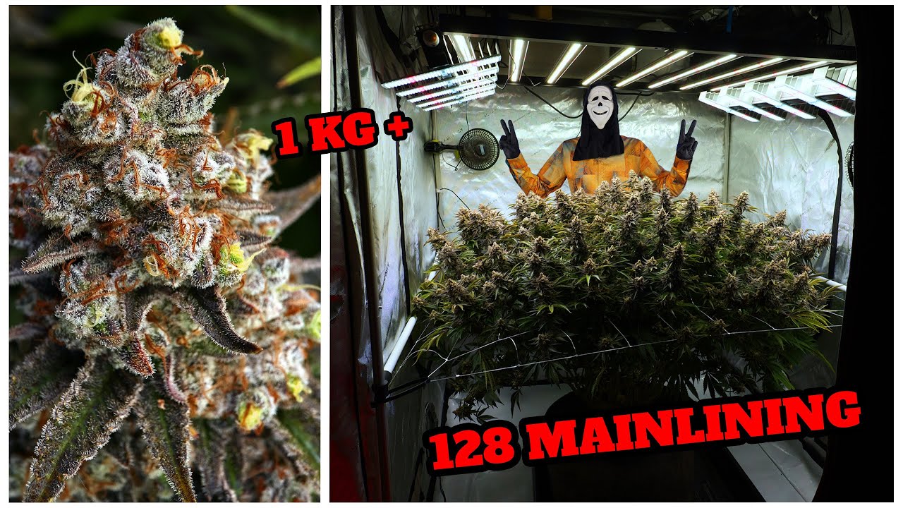 🌱 Cannabis Growlymp Teil 2 🌱 Das 128 Triebe Monster | mein Weg zur riesen Indoor Cannabis Pflanze 🥦