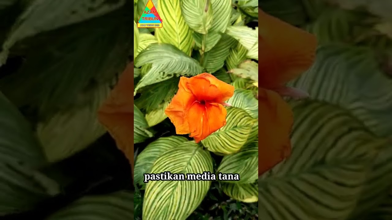 mengenal tanaman hias  bunga canna / bunga tasbih / canna lily cara memperbanyak tanaman 