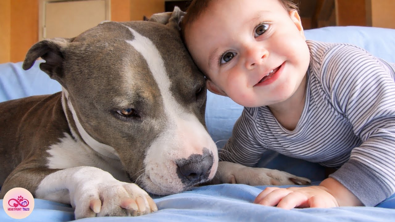 Pit Bull Waited for Her Little Human Every Day, Then a Kitten Changed Her World