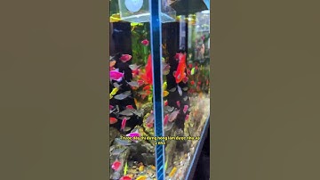 Nước trong veo không cặn với setup lọc siêu việt này #notashopvn #aquarium #fish #aquascaping
