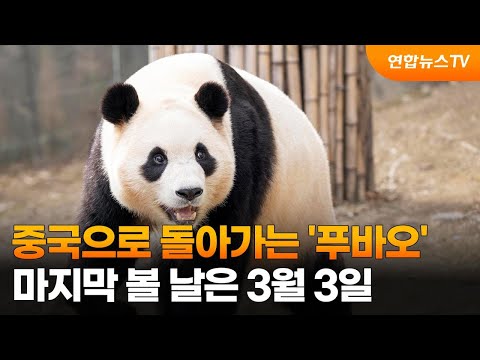 중국으로 돌아가는 &#39;푸바오&#39;…마지막 볼 날은 3월 3일 / 연합뉴스TV (YonhapnewsTV)