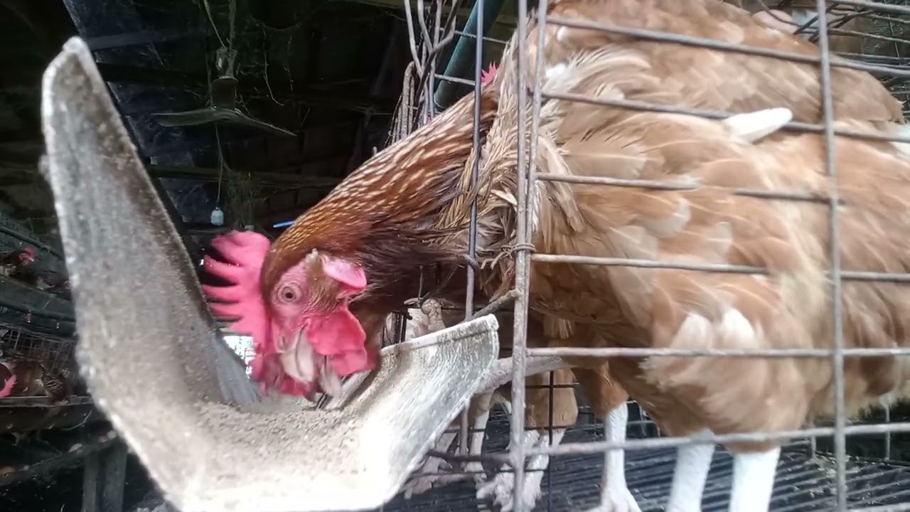 A smart chicken knows how to find a place to drink water  (Watch the video for entertainment)