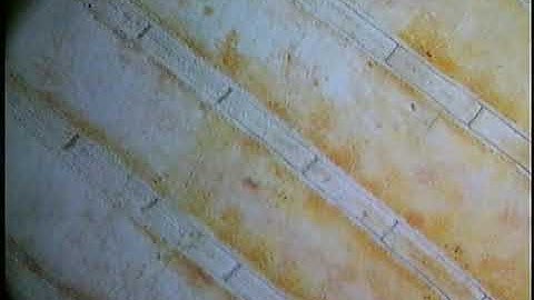 Examination of the capillary flow in a fish tail fin (video 3)