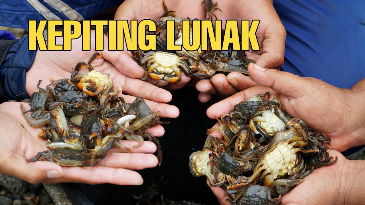 Berburu Kepiting Lunak Tanpa Tulang || Ini Adalah Salah Satu Kepiting Paling Nikmat