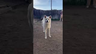 Magnificent Akita Inu #akitainu #akita #dog #cute