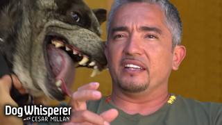 Uncontrollable Dingo Mix Terrorizes the Vet | Dog Whisperer With Cesar Millan Net Worth