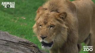 Lion Keeper Talk at Melbourne Zoo