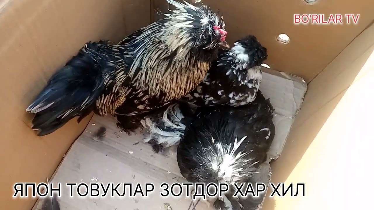 Kokraklar orasidagi yapon xoroz Kokraklar orasidagi yapon xoroz