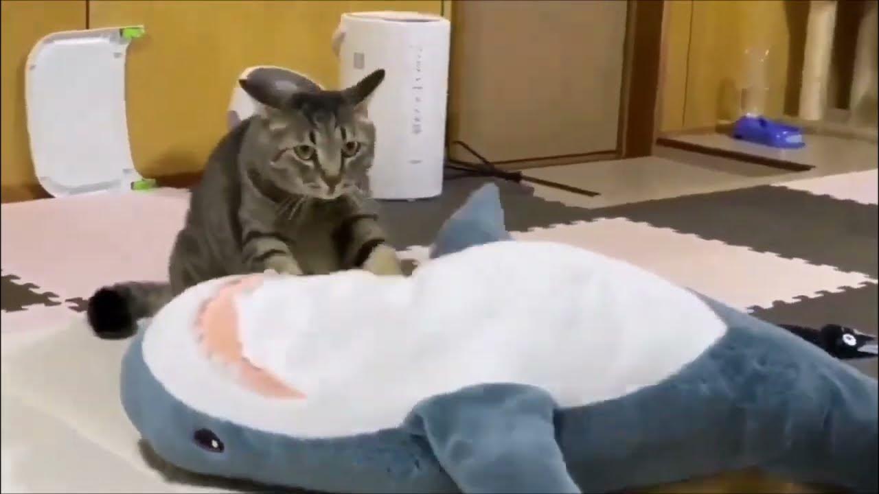 cat with blahaj aphex twin YouTube