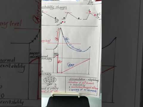 Video: Nové Cílové Geny β-kateninu Identifikované V Thalamických Neuronech Kódují Modulátory Neuronální Excitability