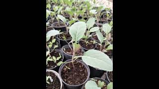 Agrotehničar Znanje Koje Hrani Budućnost Poljoprivredna Škola Banja Luka