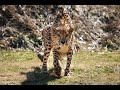 Home Safari - Cheetahs Running - Cincinnati Zoo