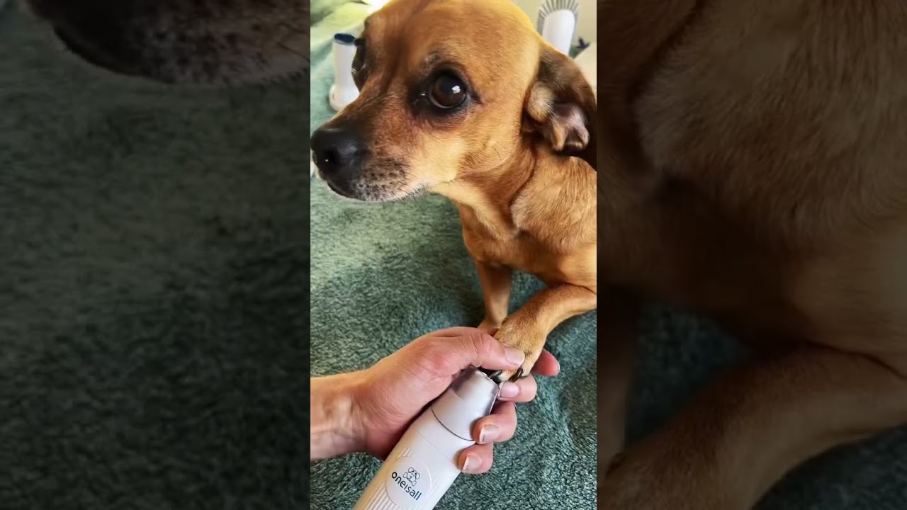 What a doll baby with ONEISALL Pet Grooming Vacuum