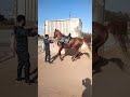 ادب الخيال المعلم حسن أبو الشيخ