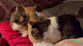 IMG 1817Massage time 😆🐱