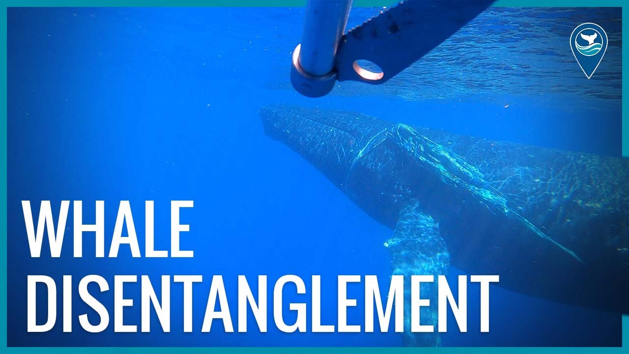 Earth Is Blue: Whale Disentanglement