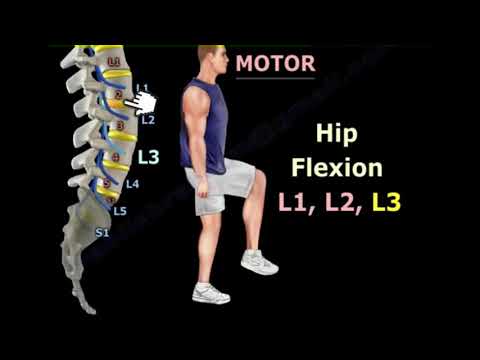 Тесты для диагностики корешкового синдрома  Неврологическая оценка поясничных нервов.
