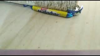 Candid Woman Chocolate Crush