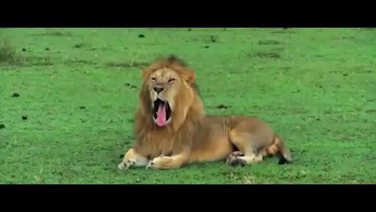 Safarihub | Tanzania Safari