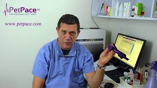 Sharon Regev, DVM talks about PetPace smart collar