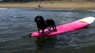 Surf 20130817-1