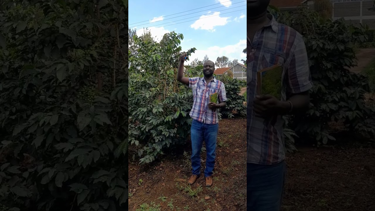 mwana wa kùhikwo nake aciarùo na mbùri nì ùrìa wahikia nyina