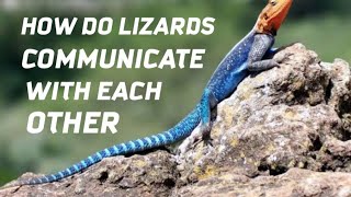 How do lizards communicate 10 Amazing facts of the world .