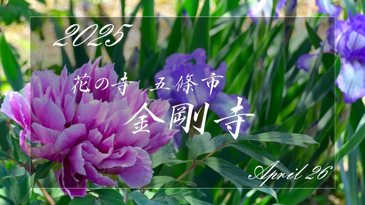 2025 花の寺 金剛寺