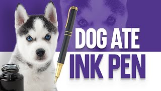 My Dog Ate An Ink Pen - What Should I Do by OurFitPets 756 views 1 year ago 3 minutes, 40 seconds