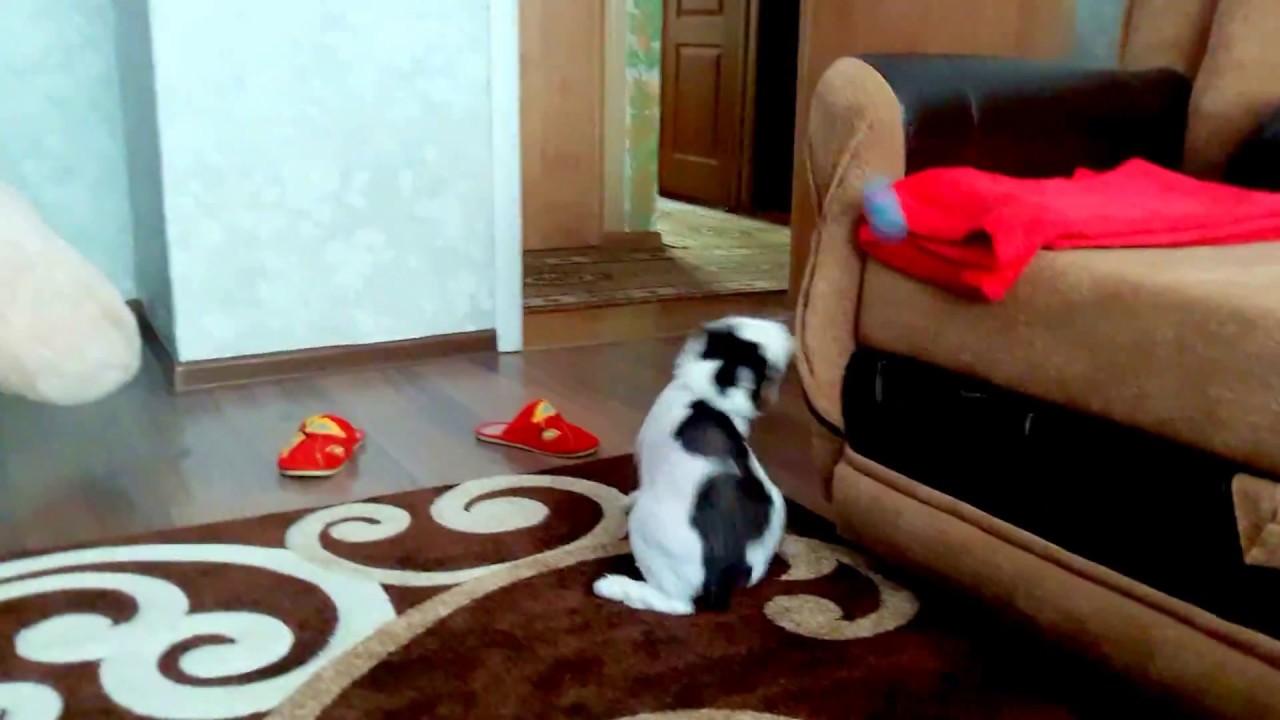 Сахарный диабет у кота. Диабетическая нейропатия. Характерная хромота и ...