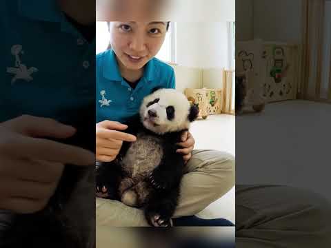 Que faire si votre panda tousse ? 😳🔥