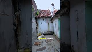 Bukan Gembala Biasa, Aksinya Bikin Kambing Melongo ❗️