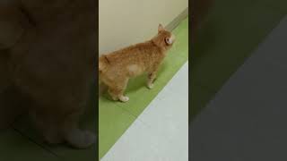 Alfie- Hallway Explorer Part 1