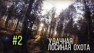 Загонная охота на лося #2. Удачная охота