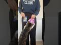 HE DIDN’T EVEN OPEN IT…#smartcat #cat #catvideos #humanlikecat #pets