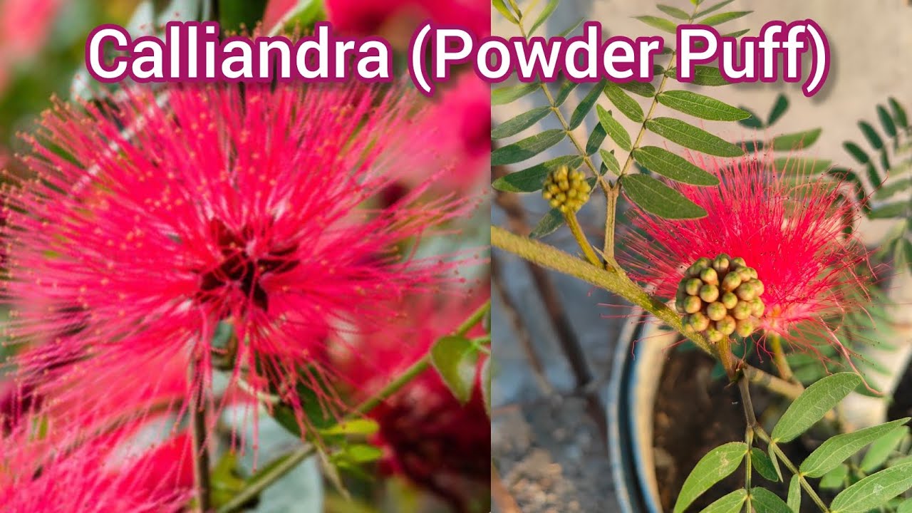 साल भर खूबसूरत फूल देने वाला प्लांट ।। Calliandra plant Care (Powder Puff) 
